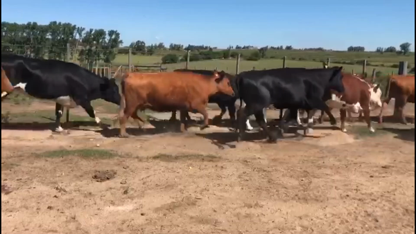 Lote 47 Vacas de Invernada en Florida