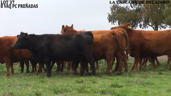 Lote VACAS PREÑADAS