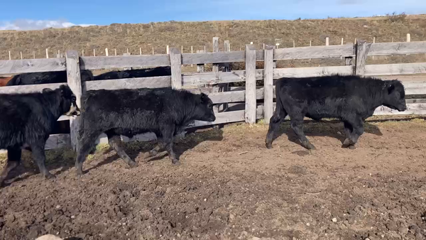 Lote 17 Ternero en XI Región Aysén, Coyhaique