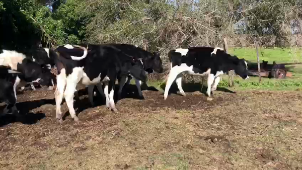 Lote 16 Novillos Holando en Escudero