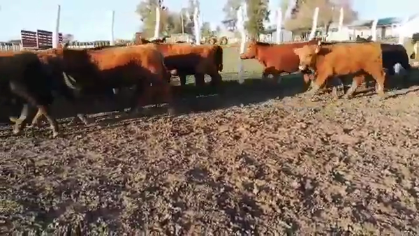 Lote 115 Terneros/as en Federal, Entre Ríos