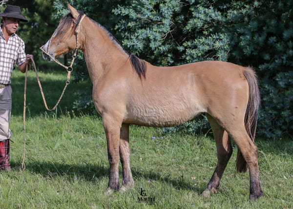 Lote Guanabara Caraguatá