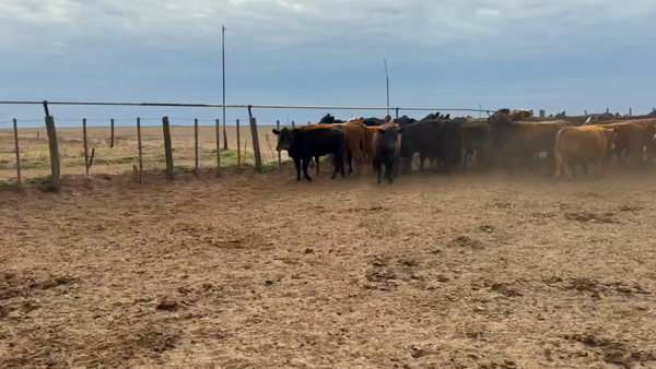 Lote 45 Vaquillonas en Viamonte, Córdoba