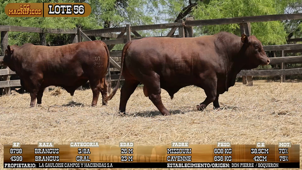 Lote LOTE 56 - VIVO