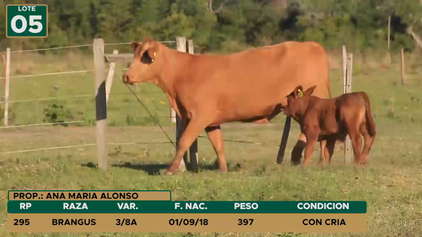 Lote HEMBRAS LOTE 5