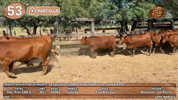 Lote LOTE 53 - POR PANTALLA