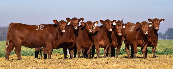 Lote VAQUILLONA ANGUS PC OTOÑO