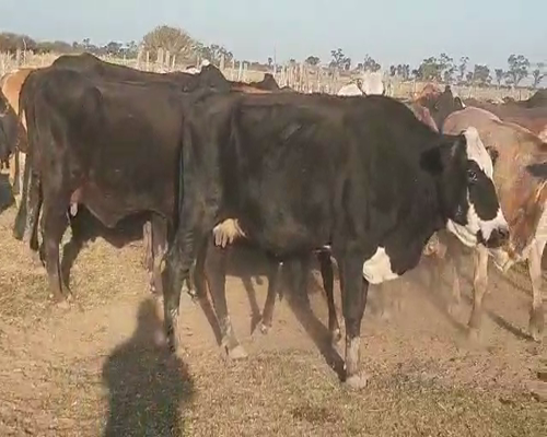 Lote 100 Vacas de invernar en Quimilí, Santiago del Estero