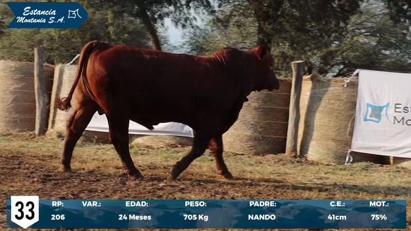 Lote LOTE 33