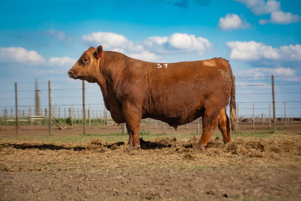 Lote Toros