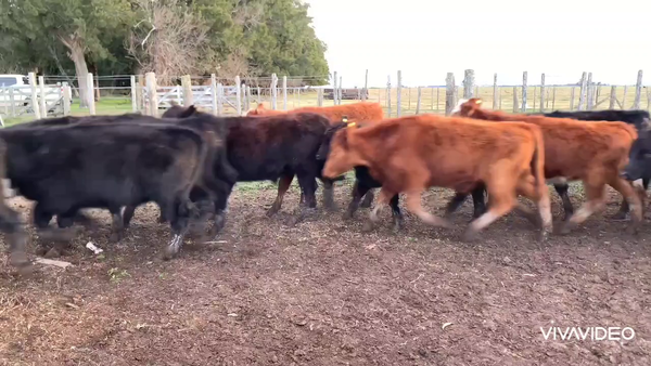 Lote 62 Terneros en Gral. Guido, Buenos Aires