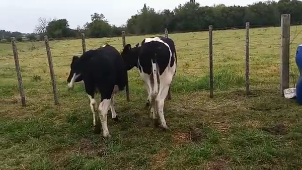 Lote 2 Vaquillonas 1 a 2 años HOLANDO 350kg - , San José