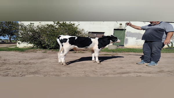 Lote Toros - Establecimiento Dante Albrecht