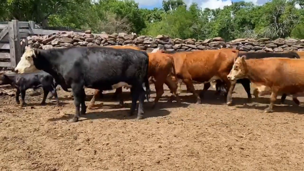 Lote Vacas Preñadas