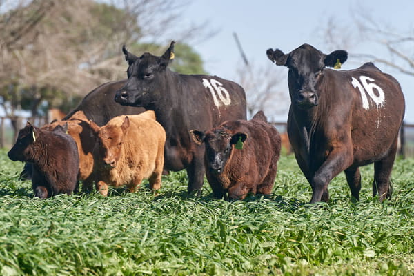 Lote "ME KEN" VAQUILLAS P.C CON CRIA