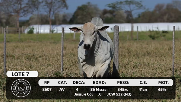 Lote LOTE 7