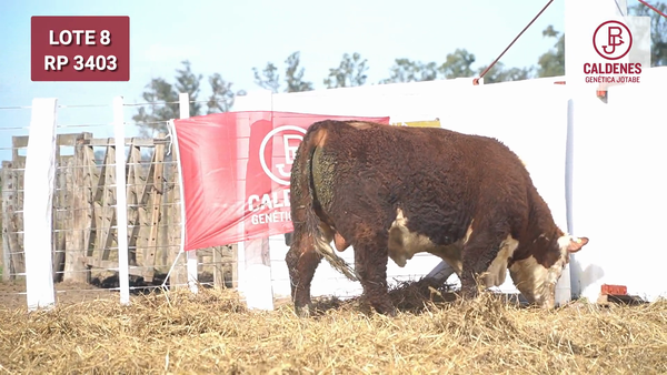 Lote Toro S/ PR