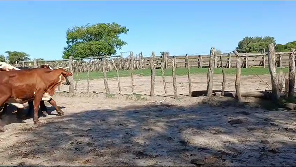 Lote 23 Novillos