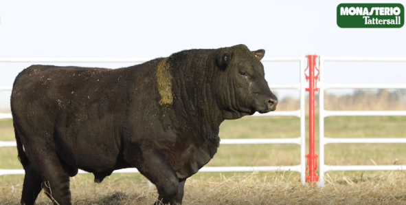 Lote TOROS GENERALES, CONTROLADOS Y REGISTRADOS