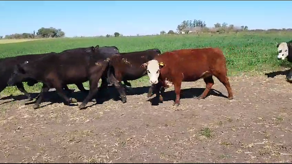 Lote 80 Vacas de invernar en Concepción del Uruguay, Entre Ríos