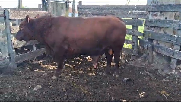 Lote Toros Angus 800kg -  en Ruta 3 Km120