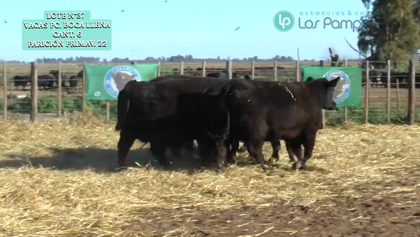 Lote VACAS P.C. - PREÑADAS - PARICION PRIMAVERA
