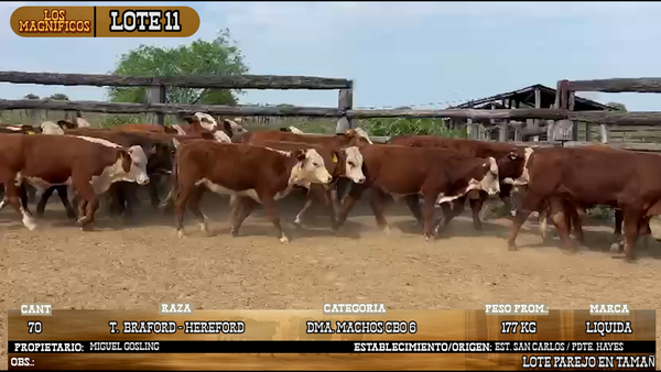 Lote LOTE 11