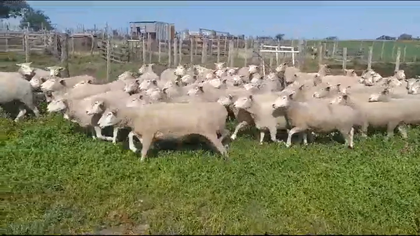 Lote (Vendido)70 Ovejas CORRIEDALE 65kg -  en PALO SOLO