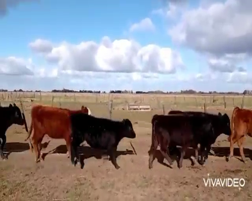 Lote 25 Terneros/as en Cañuelas, Buenos Aires