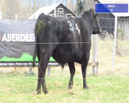 Lote 1 Toro en Coyhaique, XI Región Aysén
