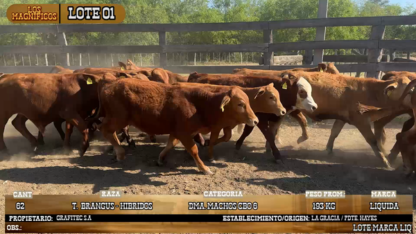 Lote LOTE 1