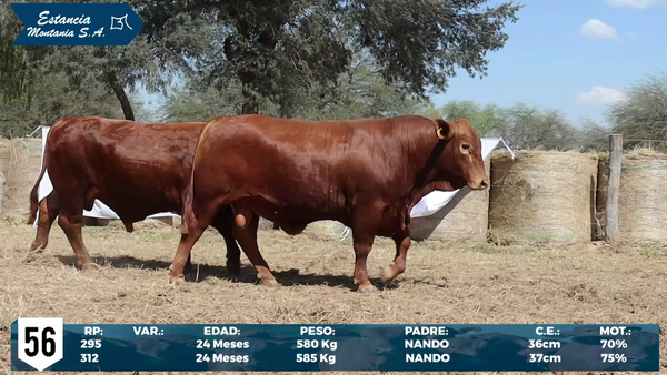 Lote LOTE 56