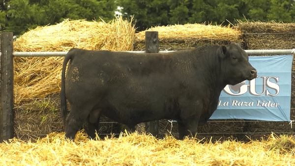 Lote TOROS A. ANGUS PURO PEDIGREE