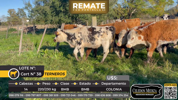 Lote 14 Terneros en La Horqueta, Colonia