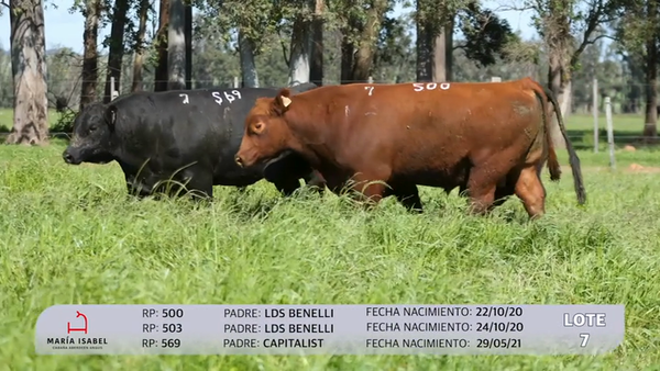 Lote 3 Toros PI, Artigas