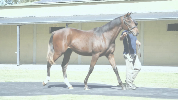 Lote GREAT STRIPES (EQUAL STRIPES -  GREAT NISTEL por  Van Nistelrooy)