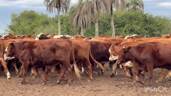 Lote 130 Novillos en Corrientes, San Roque