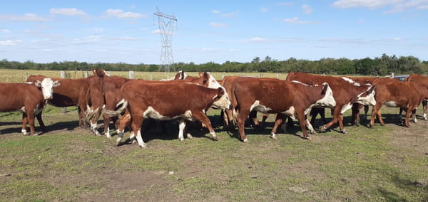 Lote SAENZ VALIENTE, BULLRICH Y Cia. S.A.