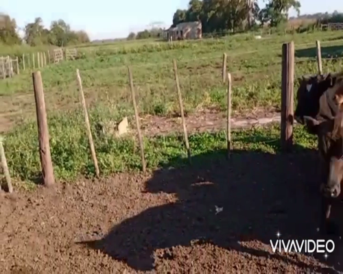 Lote 33 Terneros/as en Marcos Paz, Buenos Aires