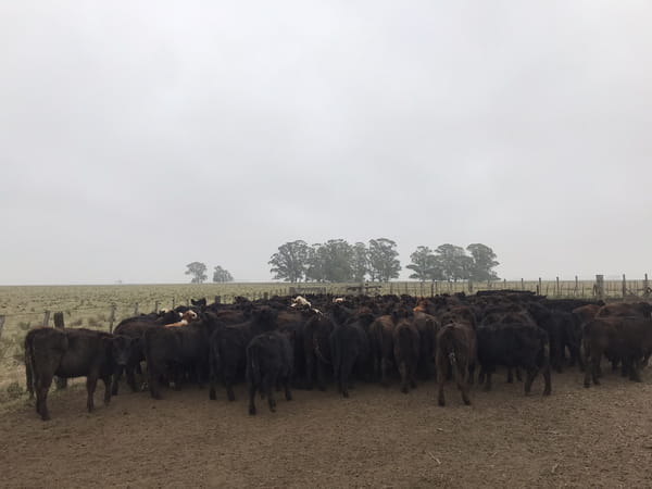 Lote 160 Terneras en Ayacucho, Buenos Aires