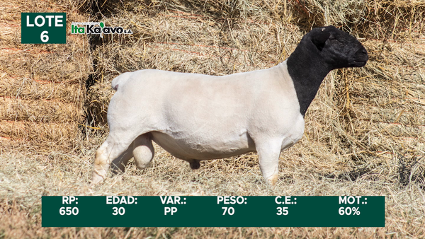 Lote LOTE 6