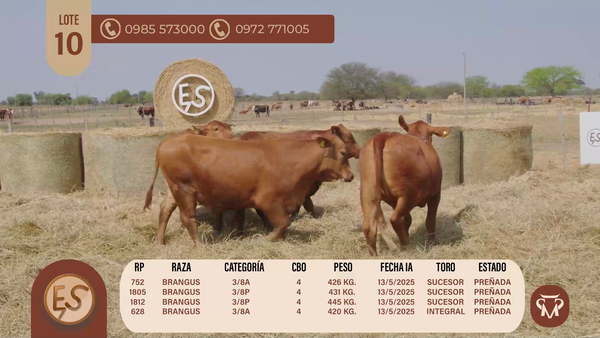 Lote VAQUILLAS CBO 4 PREÑADAS