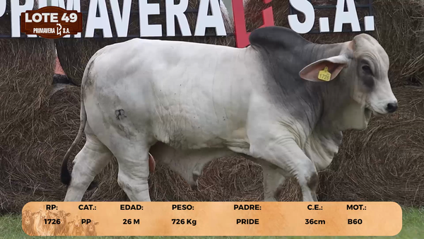 Lote LOTE 49
