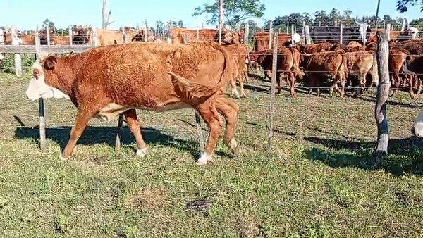 Lote 16 Vacas de invernar