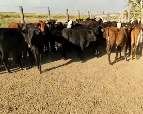 Lote 75 Terneros en Vera, Santa Fe