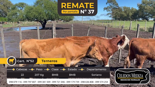 Lote 22 Terneros en Cuchilla del Perdido, Soriano