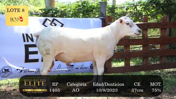 Lote LOTE 8