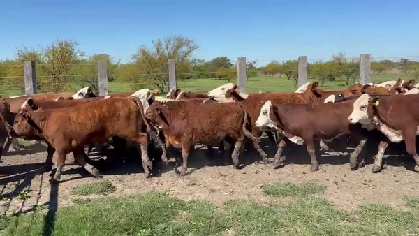 Lote 202 Terneras en Corrientes, Mercedes