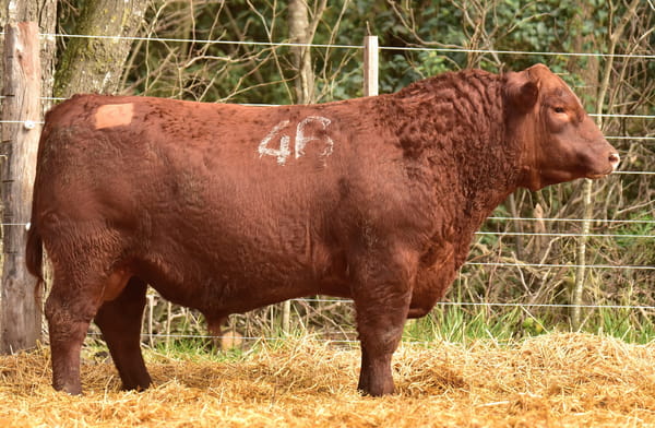 45559 — TOROS ANGUS PC