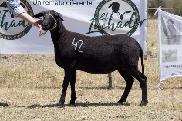 Lote OVINO STA. INES HEMBRA PPC